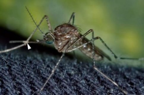 Los mosquitos y los nenes - Blog la Cestita del Bebé