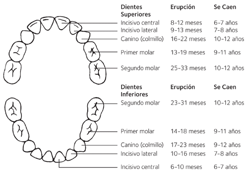 El cambio de dientes en los niñ@s